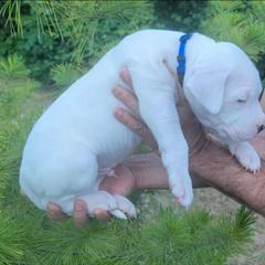 Dogo Argentino Puppies from K&B Southern Oregon Argentino Dogos
