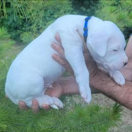 Dogo Argentino Puppies from K&B Southern Oregon Argentino Dogos