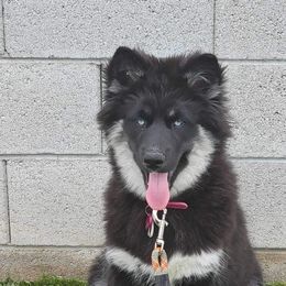 German Shepherd and Siberian Husky Puppies from Rose Trail Siberian’s