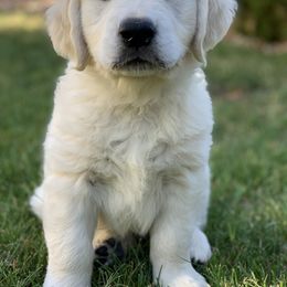 Golden Retriever Puppies from MYSnowAngels