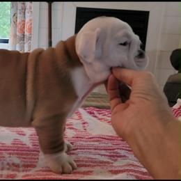 Lenny - Red and white male Bulldog puppy in Kirbyville, Texas from Empire Bulldogs & French Bulldogs