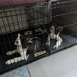 English Cocker Spaniel and English Springer Spaniel Puppies from Shogun Spaniels