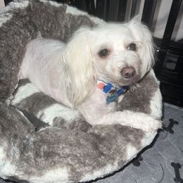 Bombom - Maltipoo
