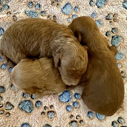 Goldendoodle Puppies from Miss Cindy’s Doodles