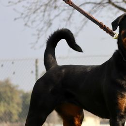 Rottweilers from Top Notch K9s