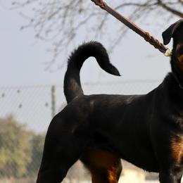 Rottweilers from Top Notch K9s