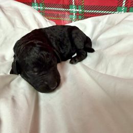 Benji - Black male Pyredoodle puppy in Willacoochee, Georgia from Kitandkboodle's Doodles