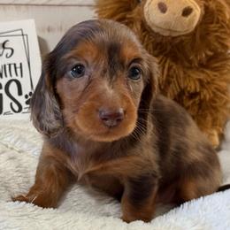 Evelyn - Dapple female Dachshund puppy in Gerber, California from Red Dirt Doxies