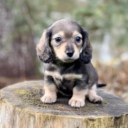 Dachshund Puppies from Northwest Dachshunds