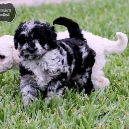 Goldendoodle Puppies from Stormie's Doodles