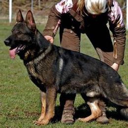 Vegas - German Shepherd