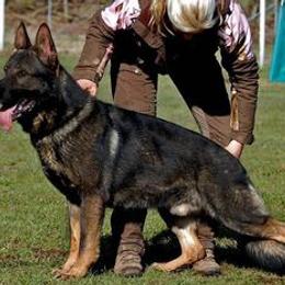 Vegas - German Shepherd