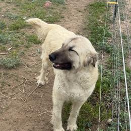 Rogue - Tan female Colorado Mountain Dog puppy in Colorado Springs, Colorado from Sharp Guardians and Goldens