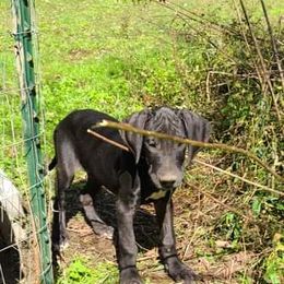 Great Dane Puppies from Trisha Self's Great Danes