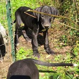 Great Dane Puppies from Trisha Self's Great Danes