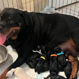 Rottweilers from Von Ratermann Rottweilers
