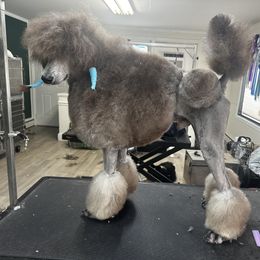 Collie, Poodle, and Shetland Sheepdog All Grown Up from Adiame Kennels
