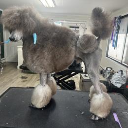 Collie, Poodle, and Shetland Sheepdog All Grown Up from Adiame Kennels