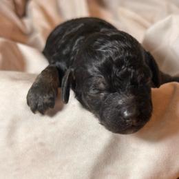 Ocean - Brown white and tan female Cockapoo puppy in Saint Louis, Missouri from Jax Doodles
