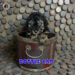 Bottle Cap - Phantom male Bernedoodle puppy in Banner Elk, North Carolina from Walnut Tree Bernedoodles