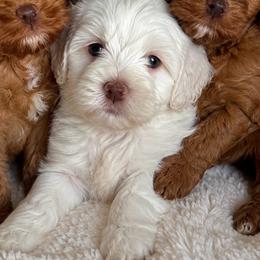 Girl 2 - Caramel ice female Australian Labradoodle puppy in Covington, Louisiana from Bayou Doodles