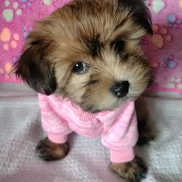 Ginger - Red female Havanese puppy in New Castle, Colorado from Havanese Havaton Pups