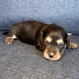 Oreo -green boy - Black and cream male Dachshund puppy in North Auburn, California from Northern Doxie