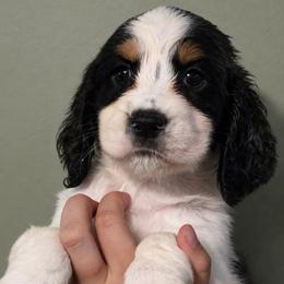 Wolf - Black white and tan male English Springer Spaniel puppy in Fort White, Florida from Thunderbird Springers