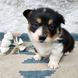 RM Male 1 - Black and tan male Pembroke Welsh Corgi puppy in Duluth, Minnesota from Up North Corgis