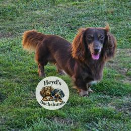 Grizz - Dachshund