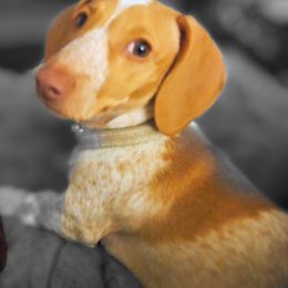 Dachshund Puppies from Sterling Dachshunds