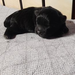 Ace - Black and white male Shichon puppy in Imperial, Missouri from Shichon Teddybear  puppies of Miss