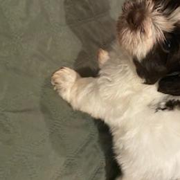 Havanese Puppies from Happy Tail Companions