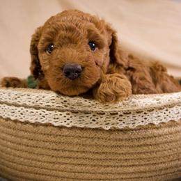 Princess - Red  female Goldendoodle puppy in Palmetto Bay, Florida from SOMIDOODLES
