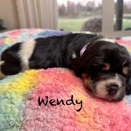 Wendy - Black brown and white female Basset Hound puppy in Richmond, Kentucky from Walters Hollow Hounds