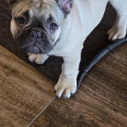 Girl 2 - Fawn female French Bulldog puppy in Crane, Missouri from James River French Bulldogs