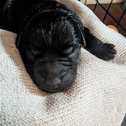Hoosker Doo - male Patterdale Terrier puppy in Yucaipa, California from Moormont Kennels