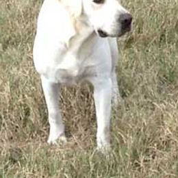 Labrador Retrievers from Pond Creek Labradors