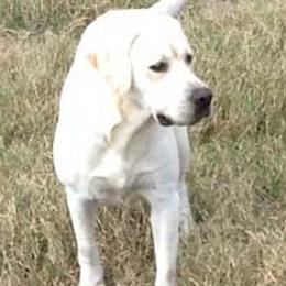 Labrador Retrievers from Pond Creek Labradors