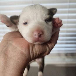 Pembroke Welsh Corgi Puppies from Pinkyella Corgis