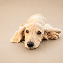 Junior - Cream male Dachshund puppy in Bartlesville, Oklahoma from Kippers Keepsake Dachshunds