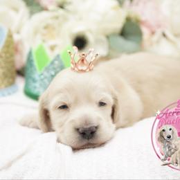 Flynn Rider - Cream male Dachshund puppy in Big Rapids, Michigan from 30 Acre Woods Dachshunds