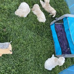 Cocker Spaniel Puppies from Taylor’s Cockerspaniels