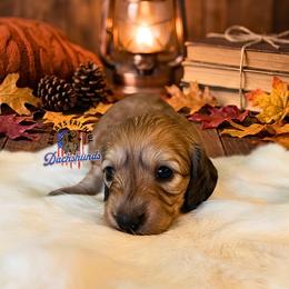 Pixel - Cream female Dachshund puppy in Waverly, Ohio from Always Faithful Dachshunds