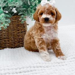 Mabel - Apricot female Goldendoodle puppy in North Carolina from NC Doodle Puppies