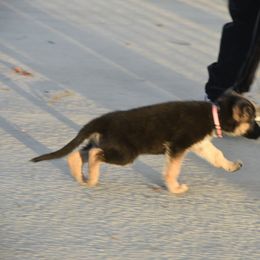 German Shepherd Puppies from Frankenhaus German Shepherds