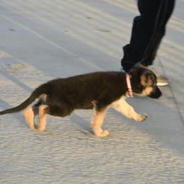 German Shepherd Puppies from Frankenhaus German Shepherds