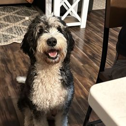 Elsa - Bernedoodle