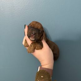 Griffin - Mahogany and white male Basset Hound puppy in Leroy, Michigan from Iron Sentry Farms