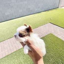 Tiny Tweety - Parti female Yorkshire Terrier puppy in Las Vegas, Nevada from Yorkiepupsntcups